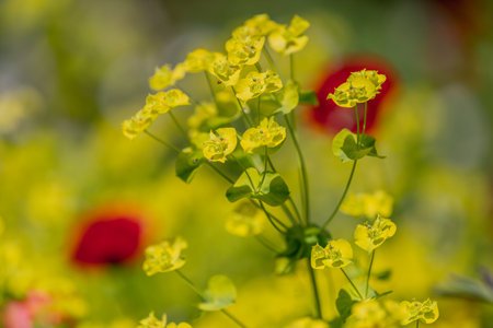A close up of euphorbia in springtime, with a shallow depth of fieldの写真素材
