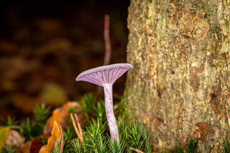 A close up of a fungus growing in woodland in Sussex, on an autumn dayの写真素材