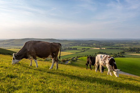 Cows grazing on top of Firle Beacon in the South Downs, on a sunny late spring eveningの写真素材