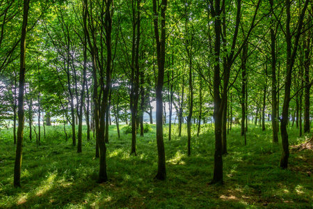 Beech trees at Chanctonbury Ring in Sussex, on a sunny Summer's day