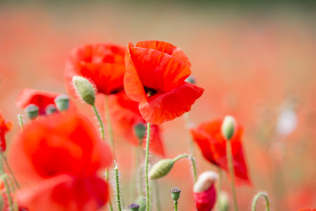A field of poppies in the summer sunshine, with a shallow depth of fieldの写真素材