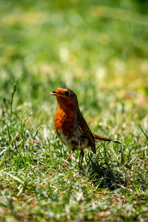 A close up of an erithacus rubecula, commonly known as a robin, in the summer sunshineの写真素材