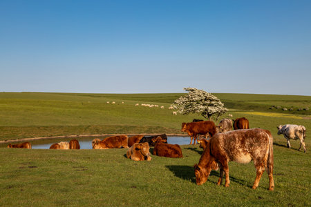 Cows grazing near a dew pond on Ditchling Beacon, on a sunny early summer's dayの写真素材