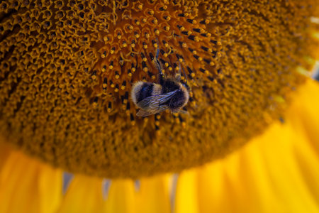A close up of a bee collecting pollen from a sunflower, with a shallow depth of fieldの写真素材
