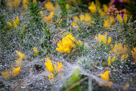 Vibrant gorse flowers covered with a rain soaked spiders web, with selective focus