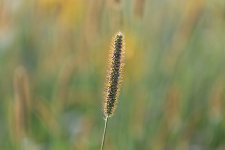 A close up of a grass seed head with a shallow depth of fieldの写真素材