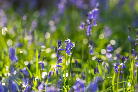 Pretty bluebell flowers in the spring sunshineの写真素材