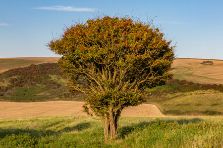 A rural Sussex landscape with a hawthorn tree with berries in the foregroundの写真素材