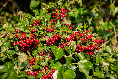 Hawthorn berries and ivy growing in the Sussex countryside in late summer