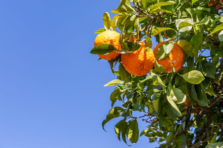 Oranges on a tree in Seville, on a sunny February day