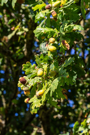 Acorns on an oak tree in the late summer sunshine, with a shallow depth of fieldの写真素材