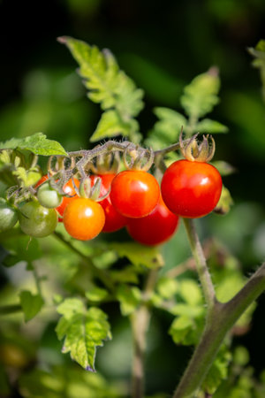 Ripe tomatoes growing in the sunshine and ready to pickの写真素材