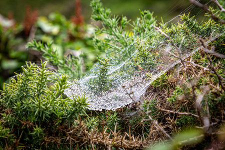 An intricate spiders web covered in water droplets, with a shallow depth of field