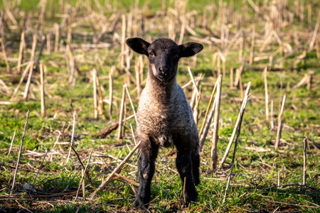 A lamb staring directly at the camera, on a sunny spring dayの写真素材