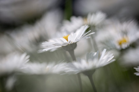 An atmospheric close up of a pretty daisy flowerの写真素材