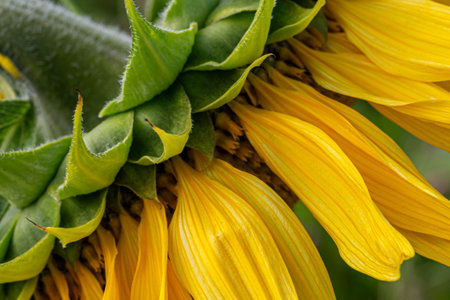 A close up of part of a sunflower, with selective focusの写真素材