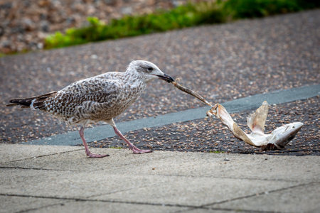 A seagull eating a dead fish on a coastal promenade, with a shallow depth of fieldの写真素材