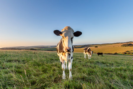 A cow looking at the camera, with a South Downs landscape behind and a blue sky overhead