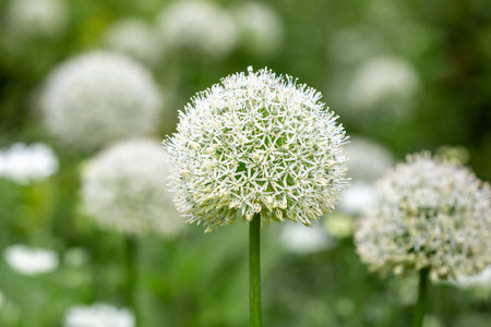 A close up of an allium flower, with a shallow depth of fieldの写真素材