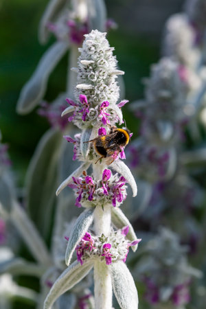 A bee on a lamb's ear plant in the early summer sunshineの写真素材