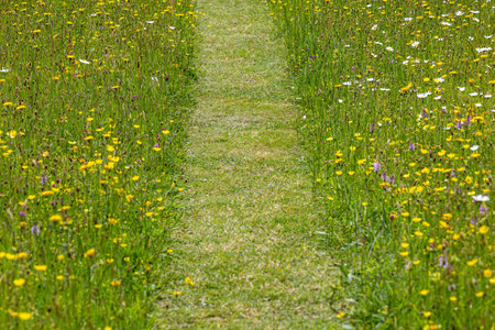 A view along a grass pathway surrounded by wild flowers, in late spring