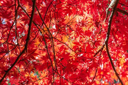 A low angle view of vibrant japanese maple leaves, on a sunny November dayの写真素材