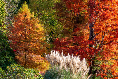 Colourful autumn tree colour on a sunny November day