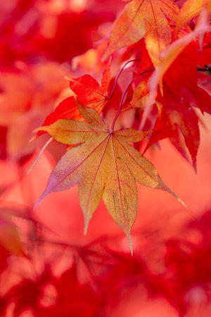 Colourful maple leaves in the autumn sunshine