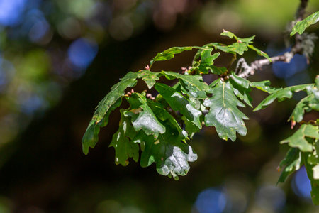 A close up of oak leaves on a tree, with a shallow depth of fieldの写真素材