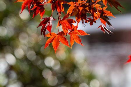Maple leaves in the autumn sunshine