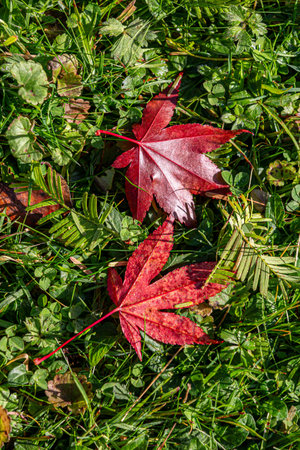 Looking down at two colouful fallen maple leaves in the November sunshine