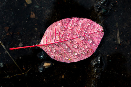 Looking down at a red leaf floating in a puddle, with water droplets on the topの写真素材