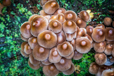 Looking down at an abundance of fungi growing on a moss covered tree stump in Novemberの写真素材