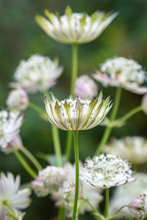 A close up of astrantia flowers blooming in June, with a shallow depth of fieldの写真素材
