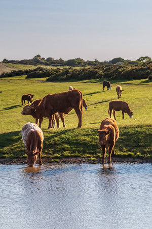 Cattle drinking and grazing around a dew pond on Ditchling Beacon in the South Downsの写真素材