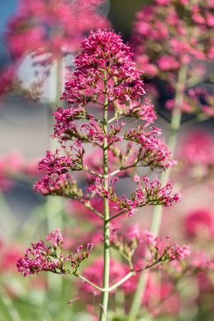 A close up of a centranthus ruber flower, commonly known as red valerian, in bloom in summer