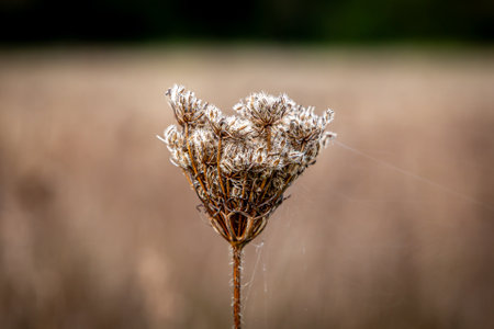 A close up of a dried wild carrot flower at the end of September, with a shallow depth of fieldの写真素材