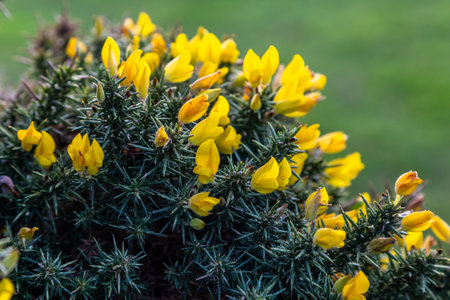 A close up of the yellow flowers on a gorse shrubの写真素材