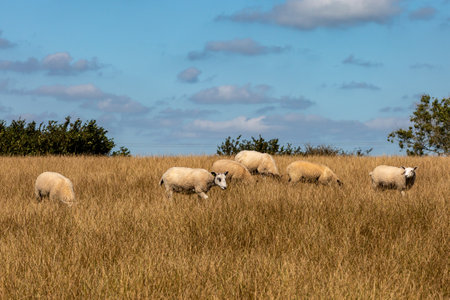 A rural Sussex landscape with a herd of sheep grazing in a fieldの写真素材