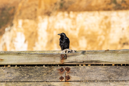 A crow in the sunshine, with a shallow depth of fieldの写真素材