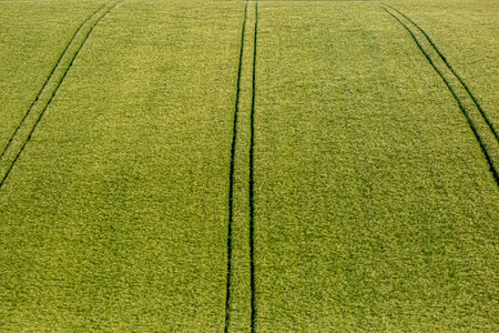 A full frame photograph of green cereal crops in early summerの写真素材