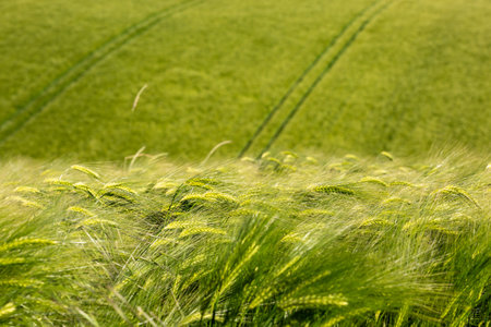 A close up of cereal grains growing on farmland in the South Downsの写真素材