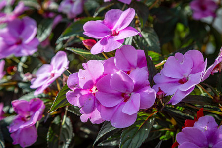 A close up of pretty impatiens flowers in the sunshine, with a shallow depth of fieldの写真素材