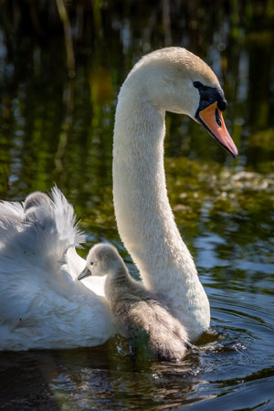 A close up of a mute swan and cygnets riding on her back, in the spring sunshineの写真素材