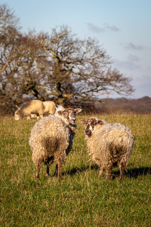Two sheep looking over their shoulders at the camera, on a sunny winter's day in Sussexの写真素材