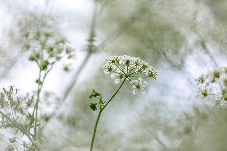 An atmospheric low angle photograph of cow parsley in springtimeの写真素材