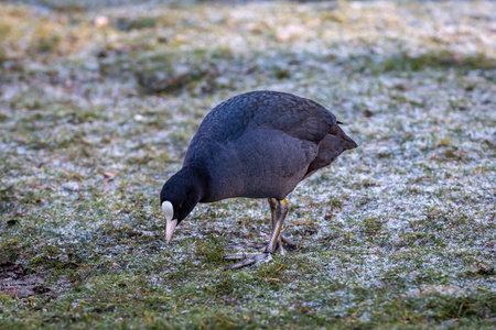 A coot standing on frosty grass in winter, with a shallow depth of field