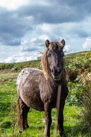 A Dartmoor Pony in Dartmoor National Park, on a sunny autumn dayの写真素材