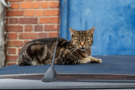 A tabby cat sitting on the roof of a car, looking at the camera