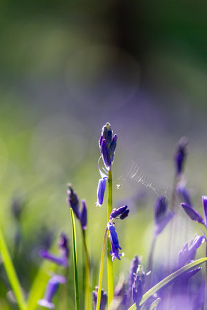 A pretty bluebell flower in the Sussex countryside, with a shallow depth of fieldの写真素材